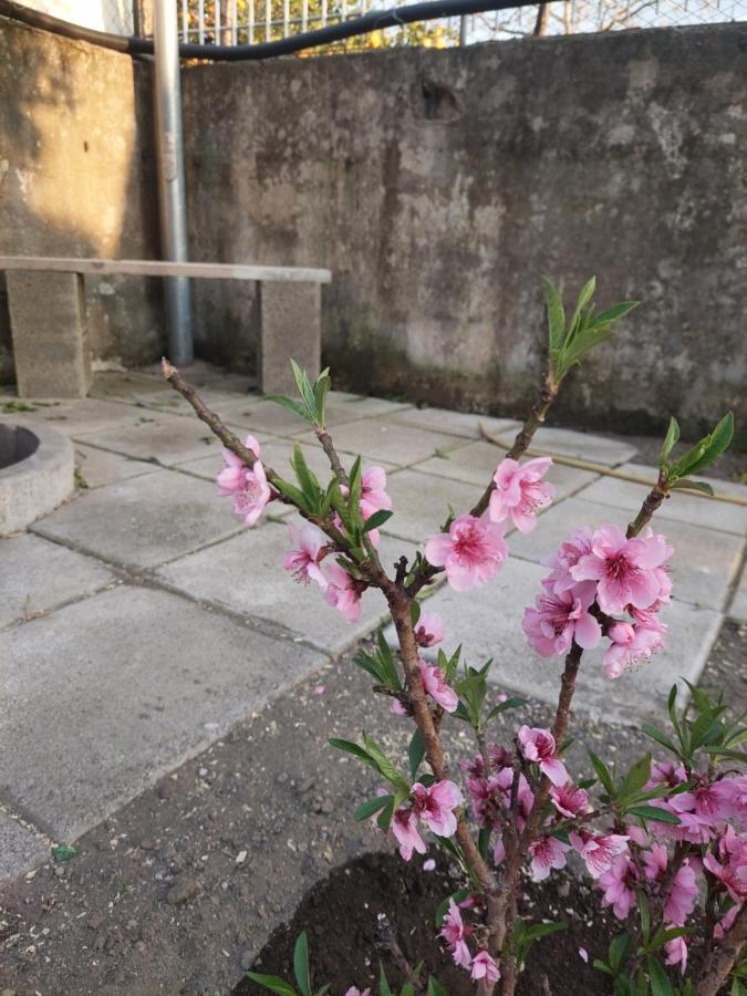 B&B Villa La Ginestra Boscoreale Zewnętrze zdjęcie